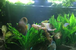 My Aquarium on Jan 23, 2018