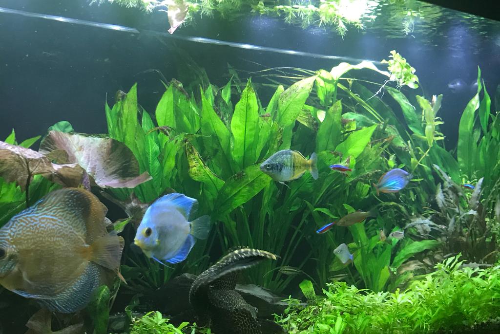 My Aquarium on Jan 23, 2018