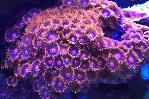 29 Reef on Jan 23, 2018