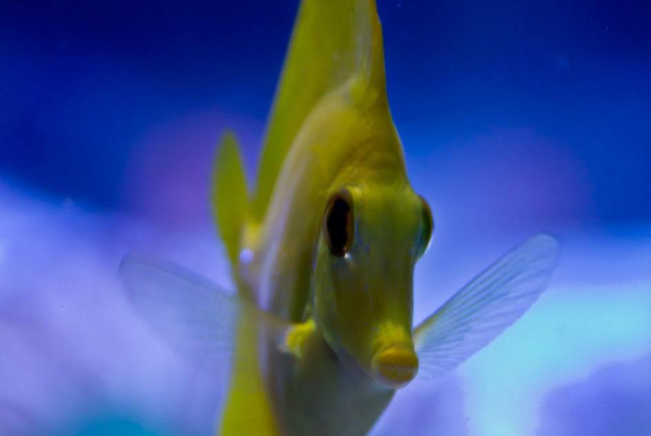 Yellow Tang