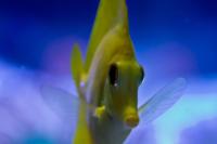 Yellow Tang