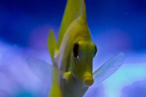 Yellow Tang