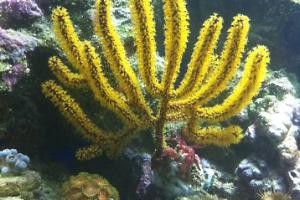 Gorgonian