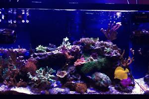 29G Reef Thumbnail