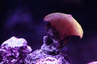 Mushroom Anemone Iron Man Frag Thumbnail