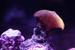 Mushroom Anemone Iron Man Frag