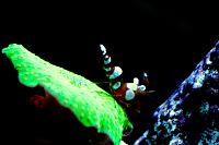 Mushroom Anemone Orange Spot Cultured Captive Ocean Thumbnail