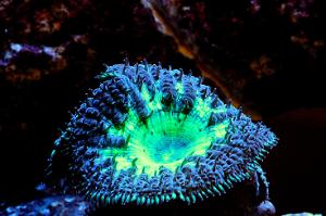 Big Polyp Blastomussa Coral Thumbnail