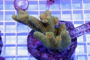 Acropora millepora Lime Green