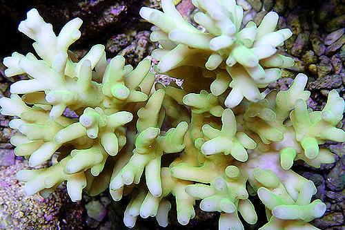 Acropora Turaki Lemon Green