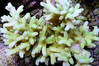 Acropora Turaki Lemon Green Thumbnail