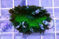 Rock Flower Anemone Thumbnail