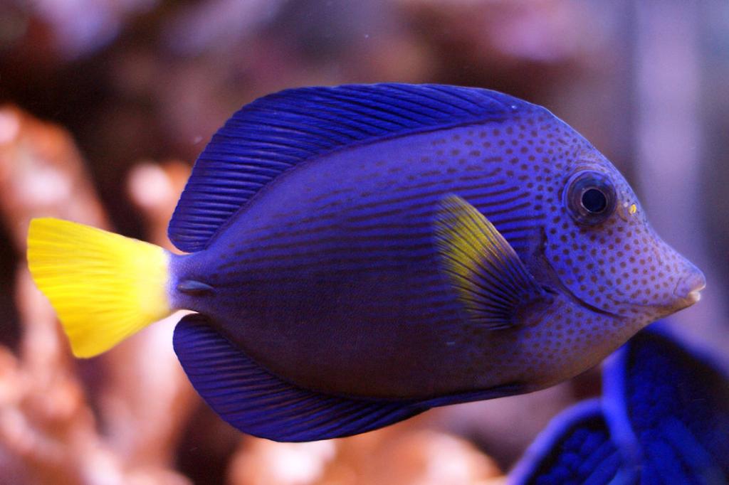 Purple Tang / Zebrasoma xanthurum 832