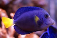 Purple Tang Thumbnail