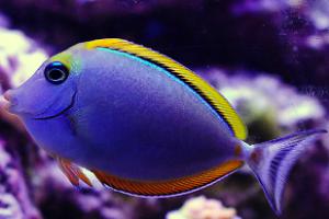 Blond naso tang Thumbnail