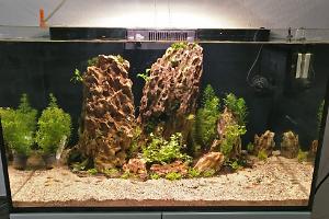 Reefer 250 Planted tank Thumbnail