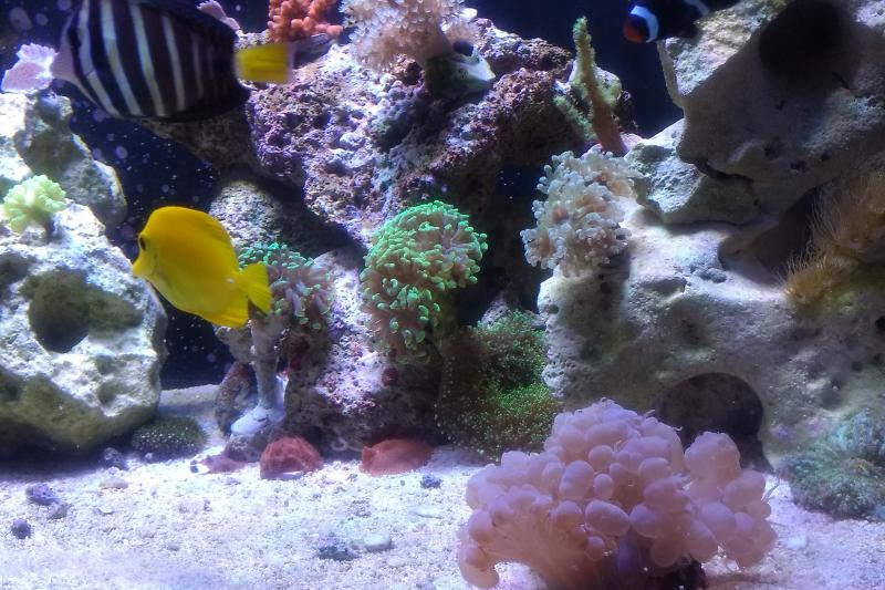 My First Reef Thumbnail