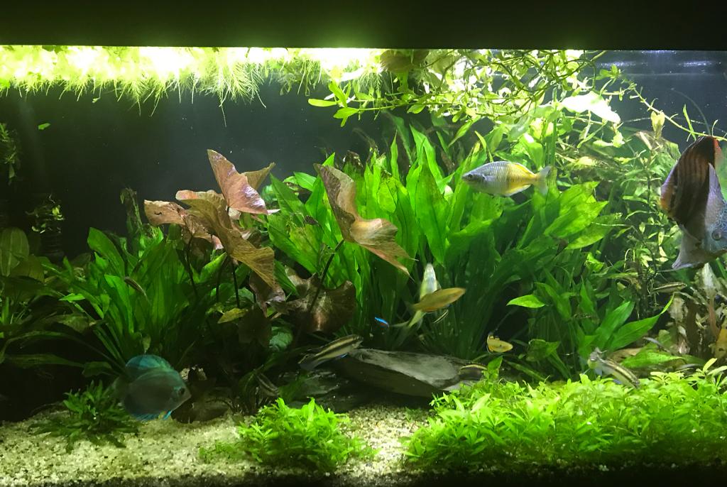 My Aquarium on Feb 2, 2018