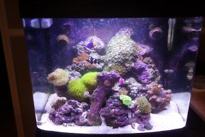 29g BioCube Thumbnail