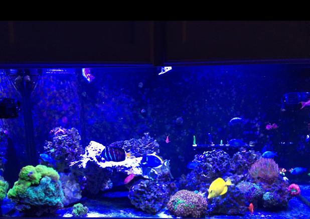 My Aquarium on Feb 3, 2018