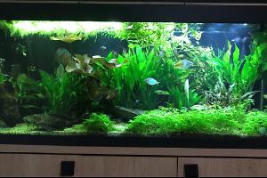 My Aquarium on Feb 4, 2018