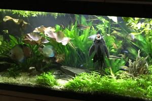 My Aquarium on Feb 4, 2018