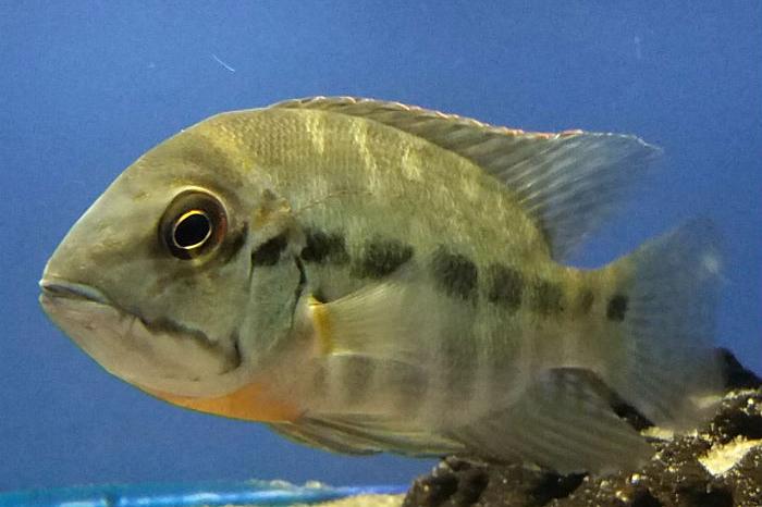 Parrot Cichlid / Hoplarchus psittacus 56