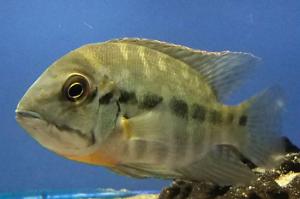 True Parrot Cichlid Thumbnail