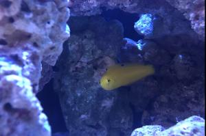 Yellow Coris Wrasse Thumbnail