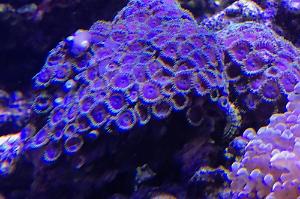 Fire and Ice Zoanthid Thumbnail