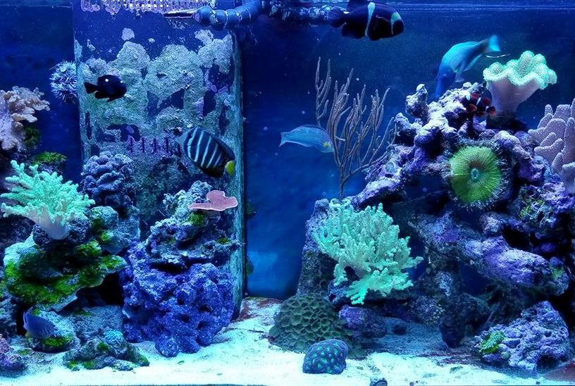 90g Reef on February 6, 2018