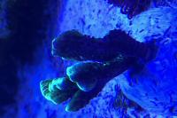 Montipora confusa Thumbnail