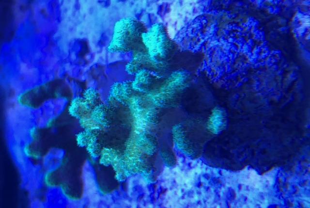 Birdsnest Coral