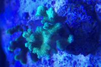 Birdsnest Coral Thumbnail