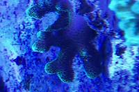 Stylophora Pistillata Coral Thumbnail