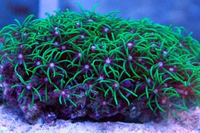 Green Star Polyp Thumbnail