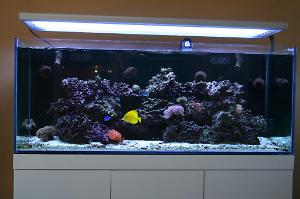 Reef 150 Gallons Blau Thumbnail