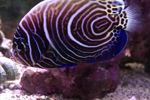 Emperor Angelfish - Juvenile Thumbnail