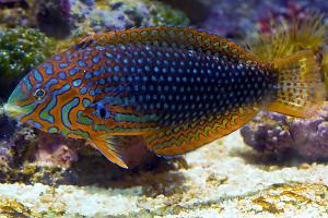 Ornate Leopard Wrasse