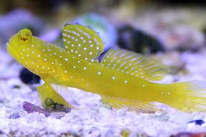 Yellow Watchman Goby