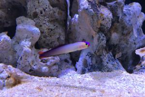 Purple firefish giby Thumbnail