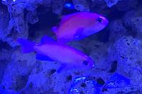 Anthias Thumbnail