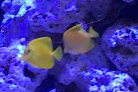 Yellow tang Thumbnail