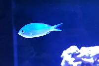 Green Chromis Thumbnail