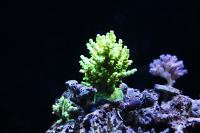 Acropora Tenius Metallic Green