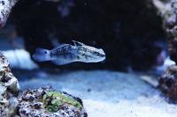 Dragon Goby and Green Zoas