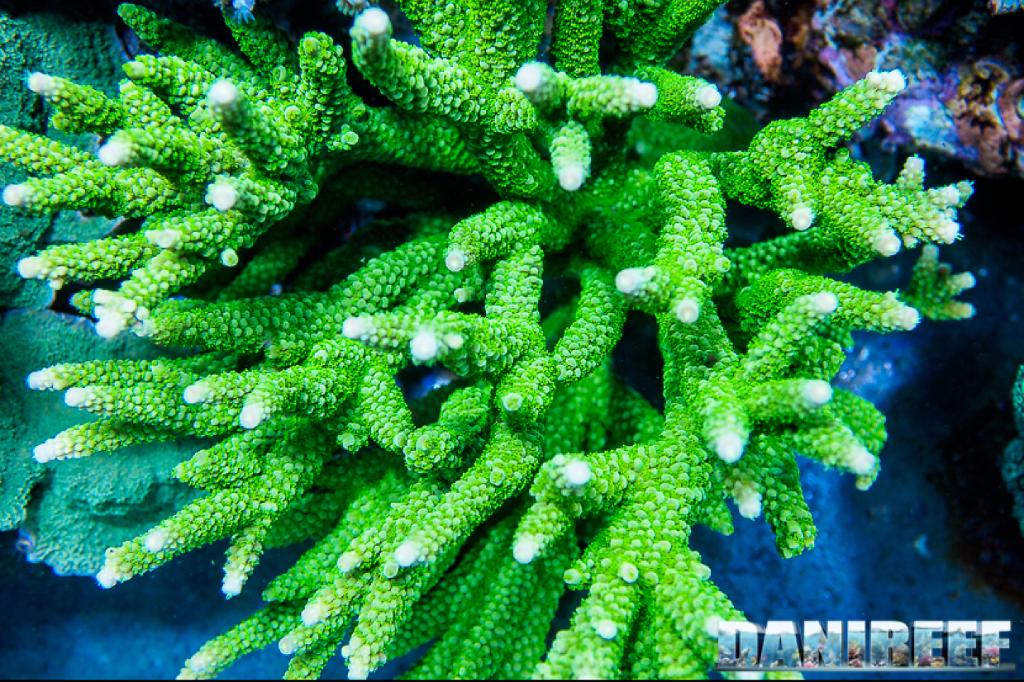 Acropora Nobilis / Acropora nobilis 6