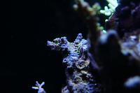 Purple Bonsai Acropora