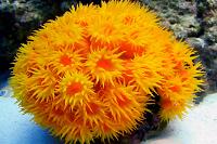 Sun Coral Thumbnail