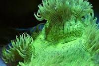 Elegance Coral Thumbnail